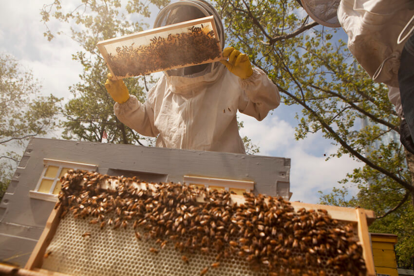 From Bee-burners to Beekeepers: Supporting Community Beekeeping