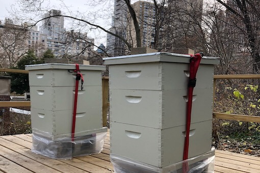 The Apiary at The Central Park Zoo Bee Conservancy