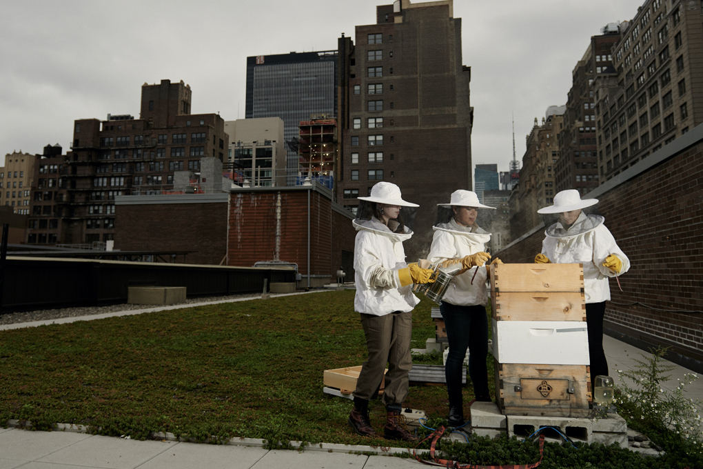 The Bee Conservancy's Bee Sanctuary at Fashion Institute of Technology Roof Garden