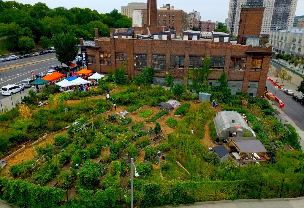 irc-new-roots-farm-bronx-credit-Kathleen-McTigue-bee-conservancy The New Roots Farm South Bronx Bee Conservancy Sanctuary
