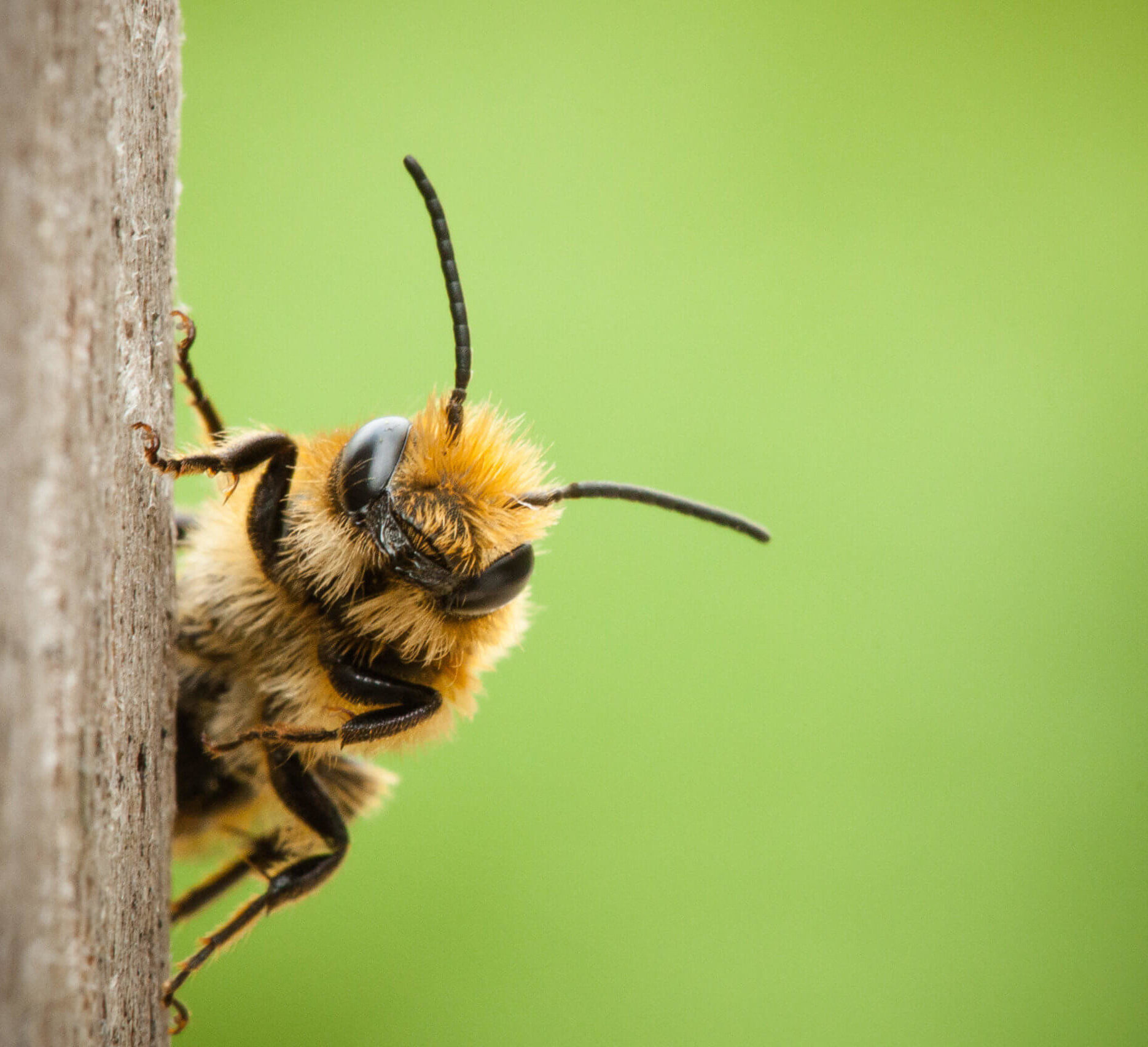 Solitary Native Bee stanced on the side of a tree