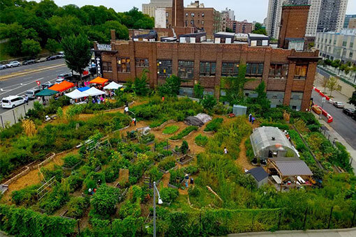 irc-new-roots-farm-bronx-credit-Kathleen-McTigue-bee-conservancy The New Roots Farm South Bronx Bee Conservancy Sanctuary