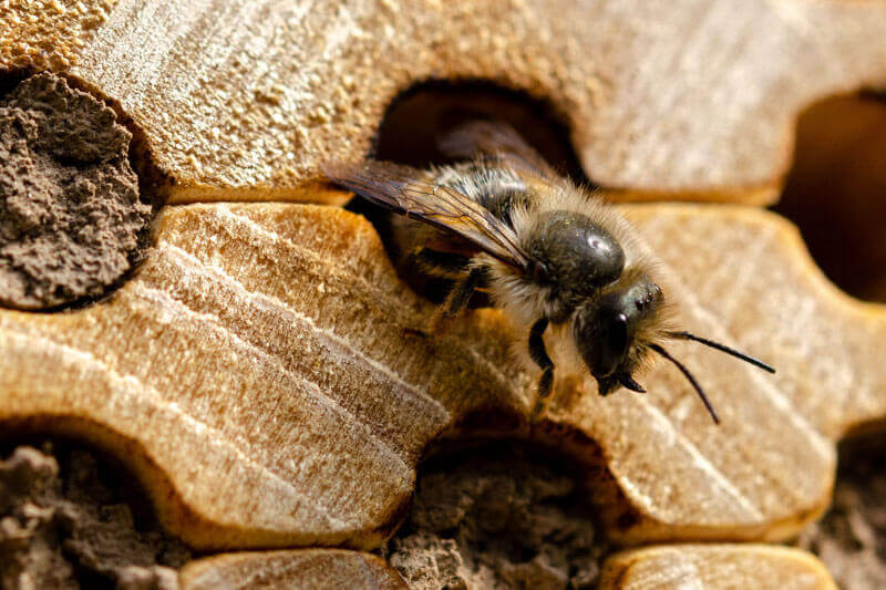 BeeTV: SPRING AWAKENING: CAVITY-NESTING & HONEY BEES
