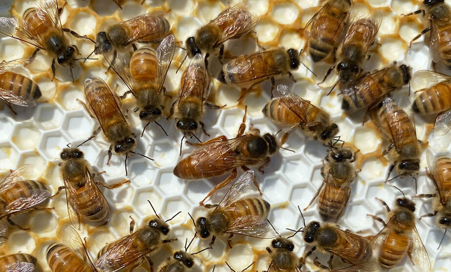 A close-up image of honeybees on a honeycomb. In the center a larger bee, likely a queen bee, distinguished by her longer abdomen and size in comparison to the surrounding worker bees. 