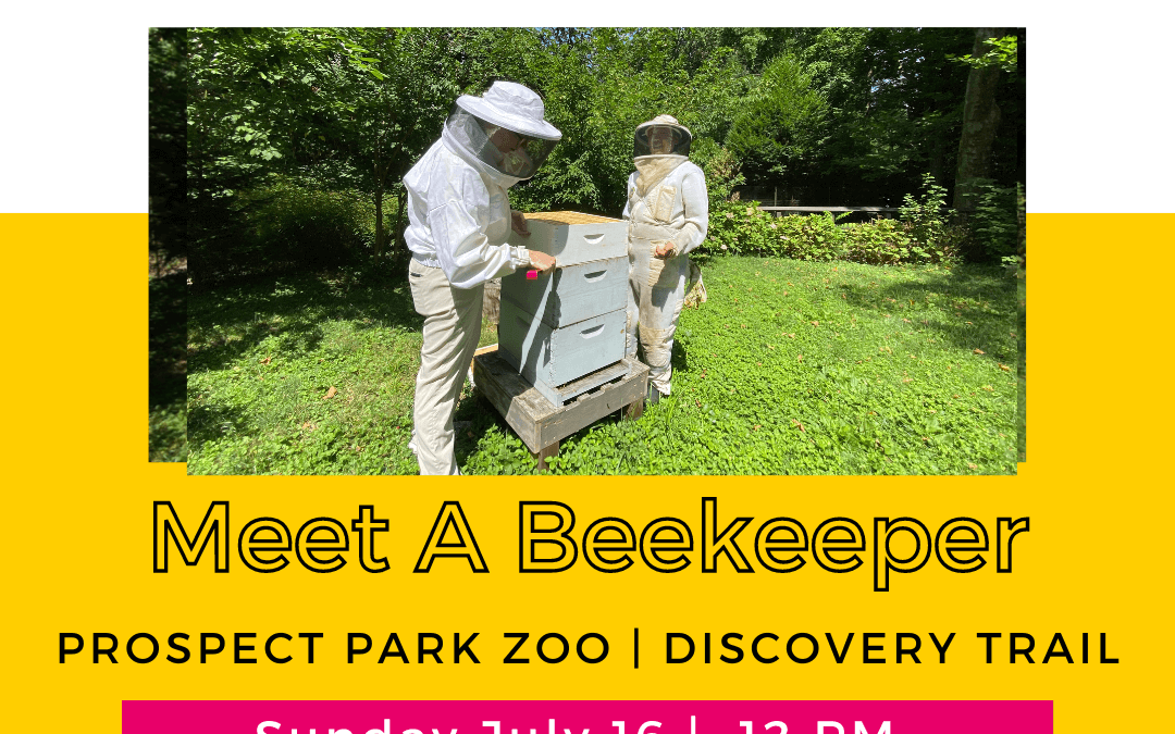 Meet A Beekeeper On Governors Island