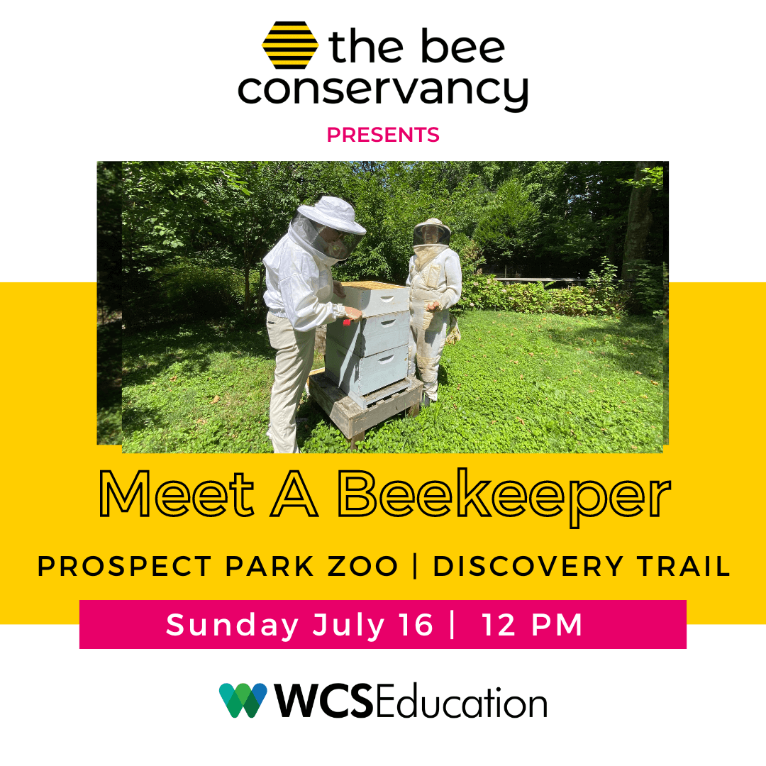 Two beekeepers inspects a hive in Prospect Park Zoo. Title reads "Meet a Beekeeper, Prospect Park Zoo Discovery Trail on Sunday July 16 at 12pm. WCS Education."