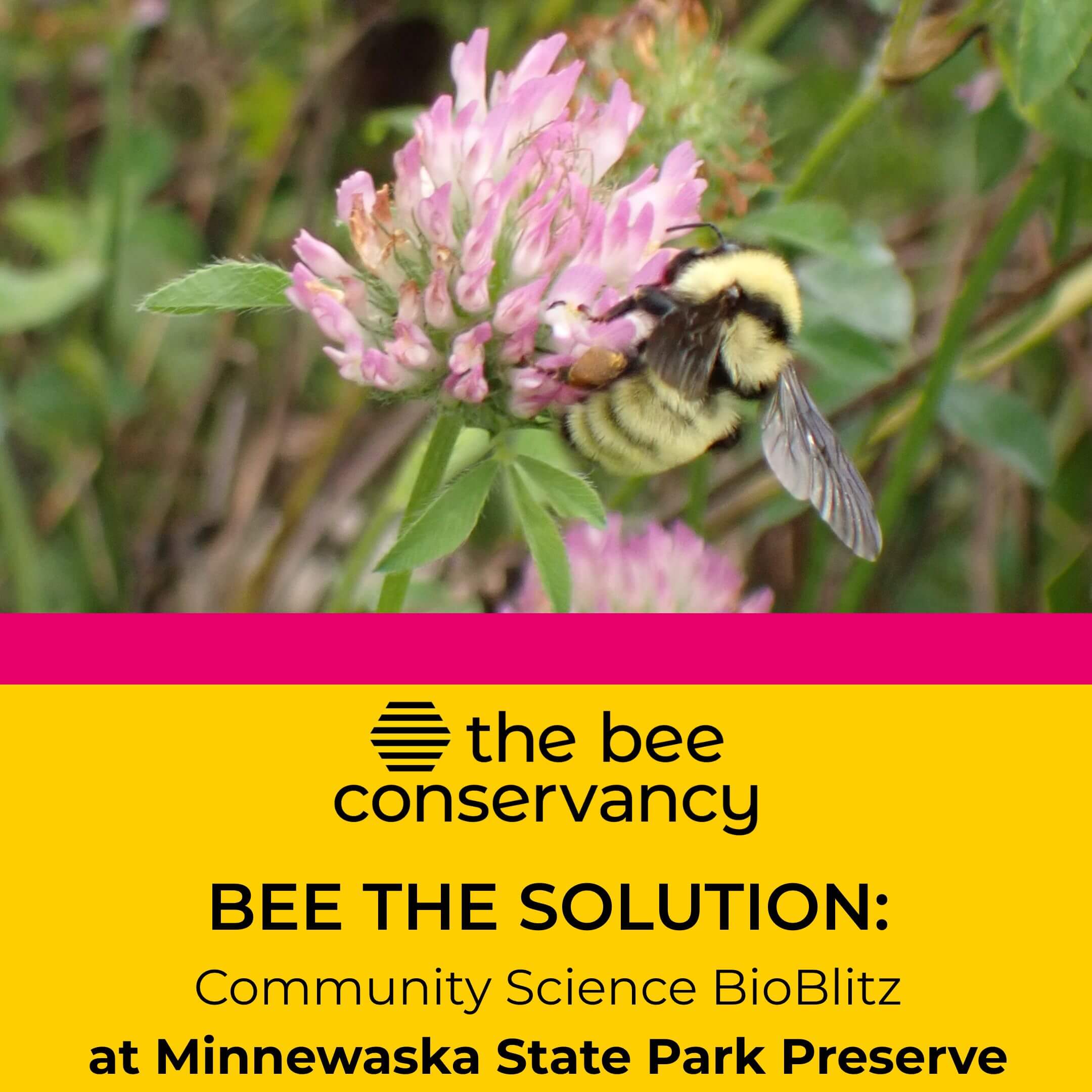 An ad promoting World Bee Day 2024 with The Bee Consrvancy. Features two photos: Green Metallic Sweat Bee and a Mining Bee.